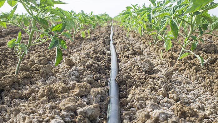 Rising demand and price premiums driving water soluble fertilizer industry growth