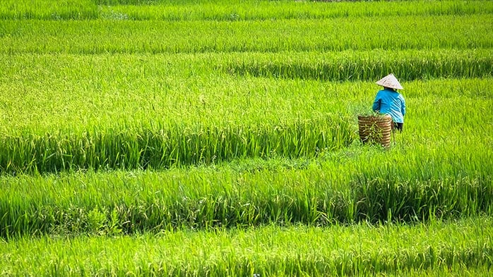 Vinachem announces the divestment of its DAP and urea production assets