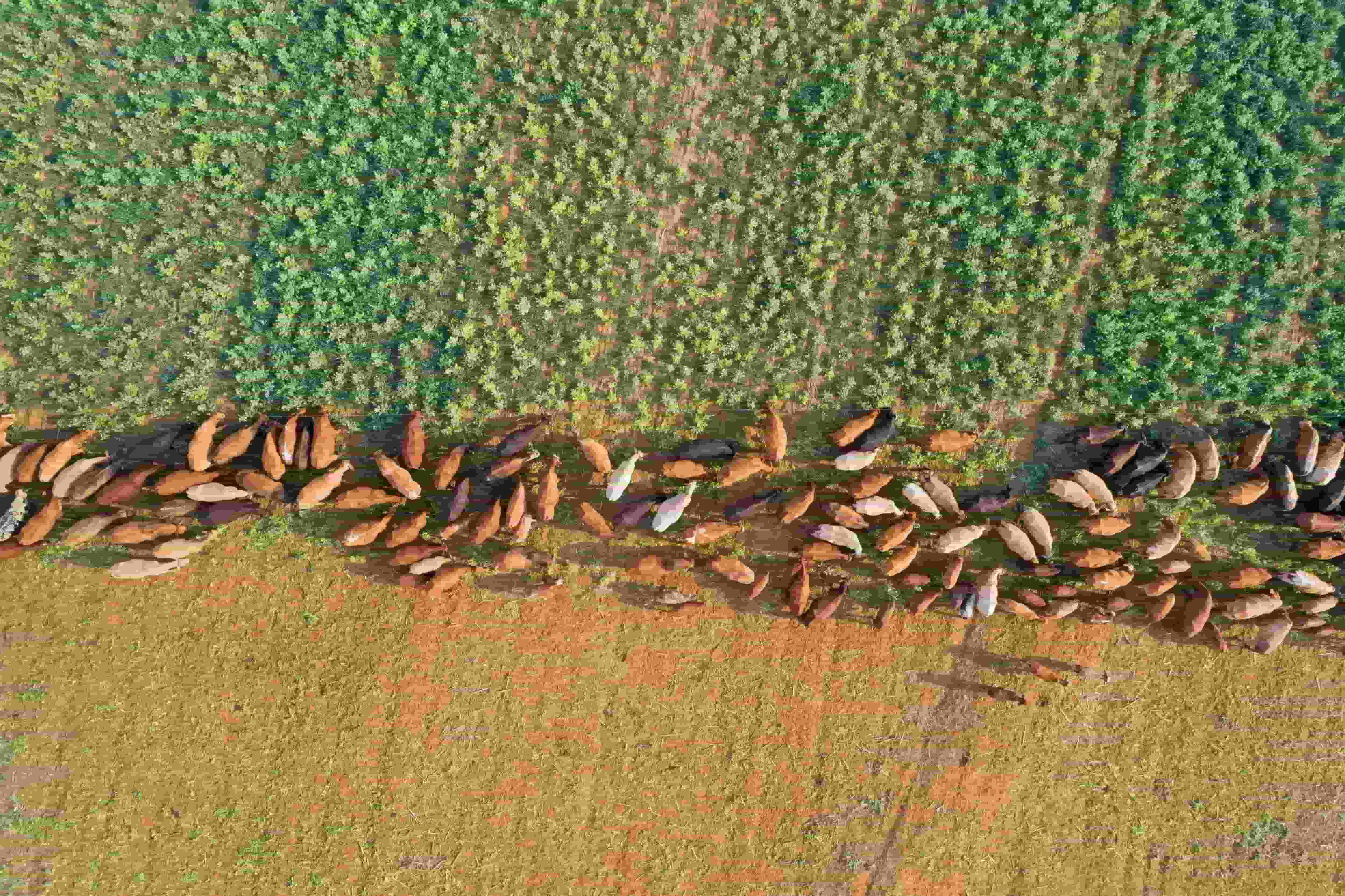 Focus on biodiversity will require miners to adapt
