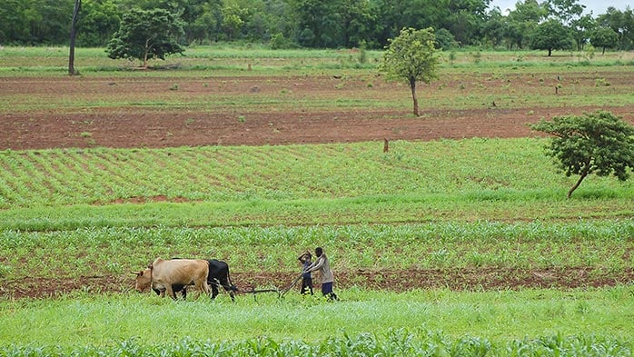 Fertilizer price transparency crucial to Africa’s future growth